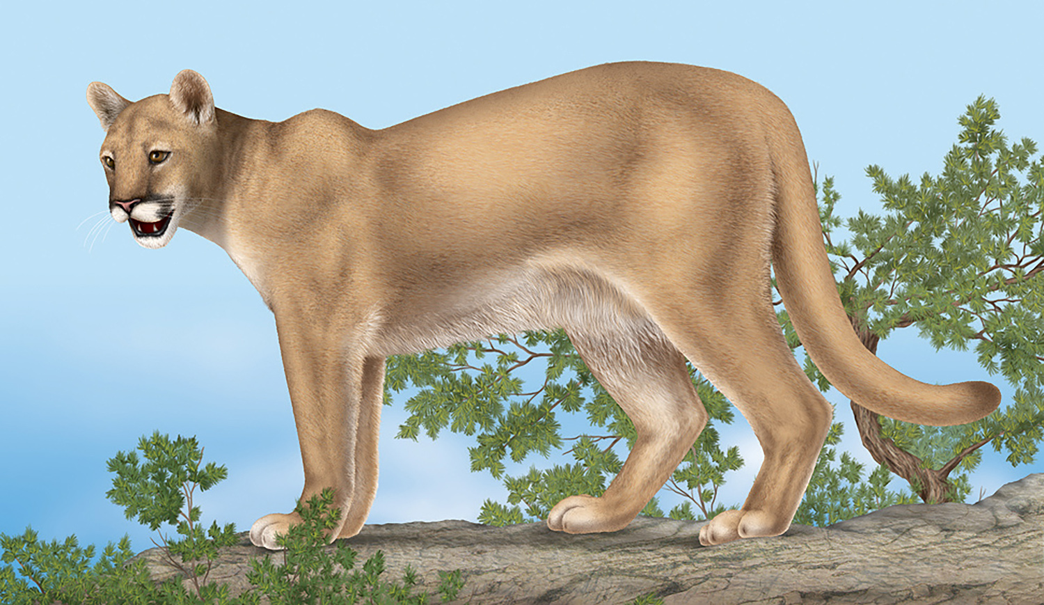 a mountain lion on a cliff